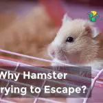 Why Hamster Trying to Escape