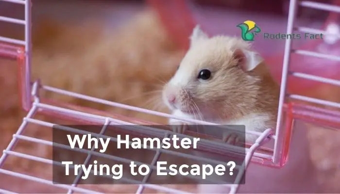 Why Hamster Trying to Escape What Do to This?