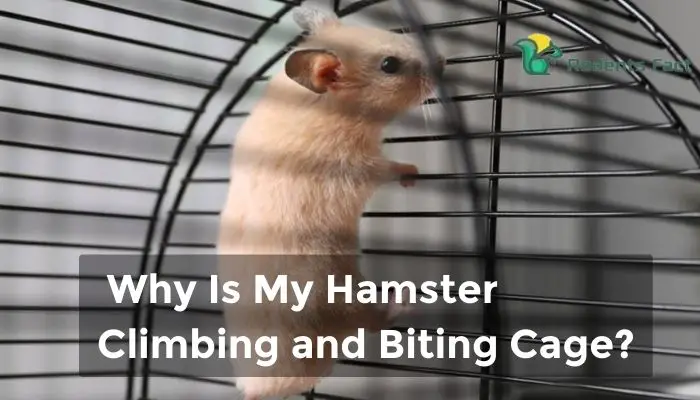 Why Is My Hamster Climbing and Biting Cage