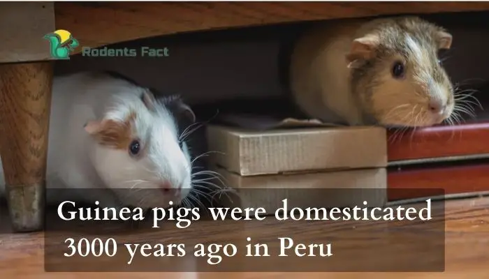 Guinea pigs were domesticated 3000 years ago in Peru