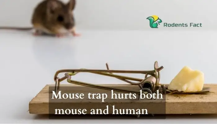 Mouse trap hurts both mouse and human
