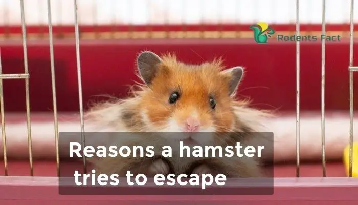 Reasons a hamster tries to escape