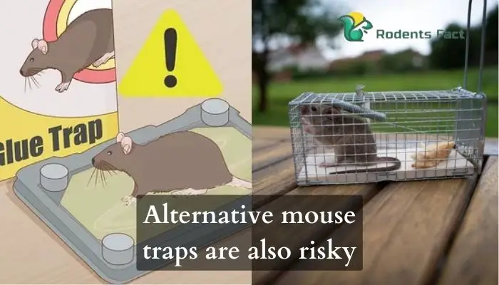 Alternative mouse traps are also risky