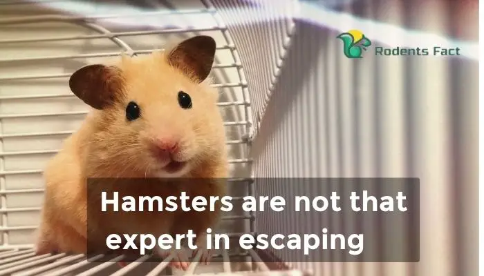 Hamsters are not that expert in escaping