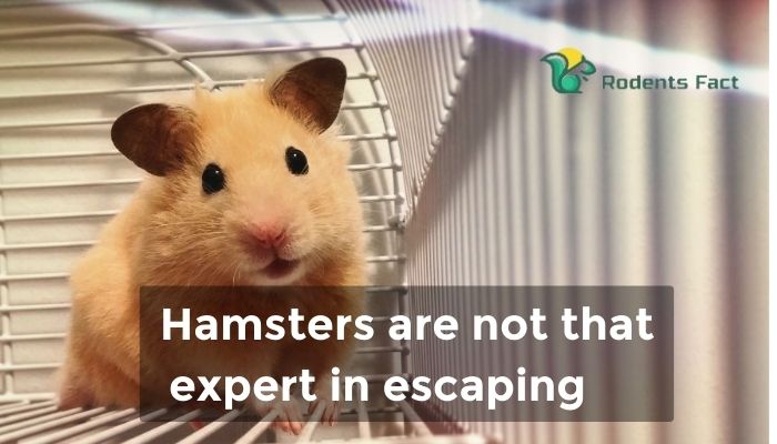 Hamsters are not that expert in escaping