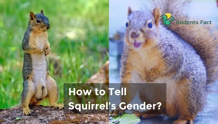 How to tell squirrels gender
