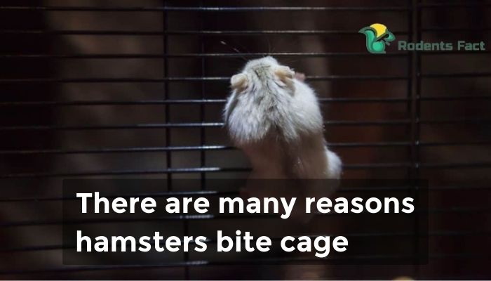 There are many reasons hamsters bite cage