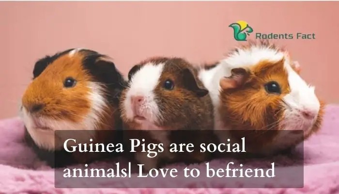 Guinea pigs are social animals