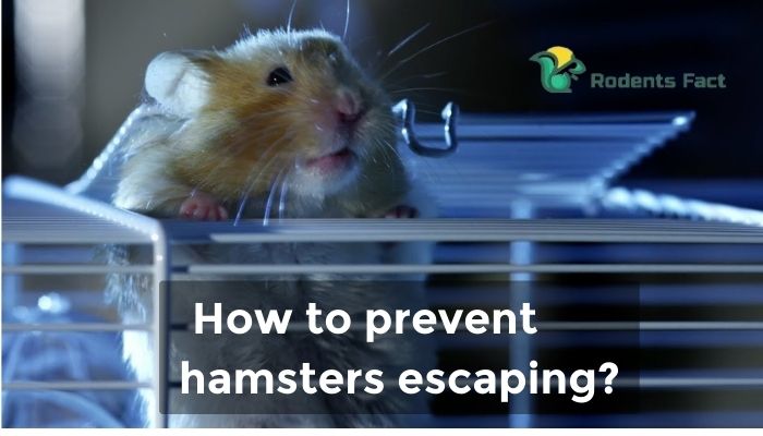 how to prevent hamsters escaping