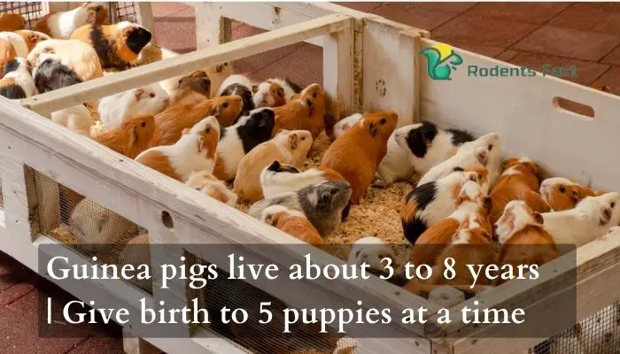 Guinea pigs live about 3 to 8 years -Give birth 5 puppies at a time
