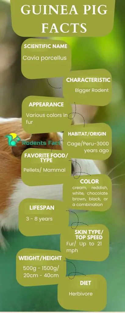 Guinea pig facts