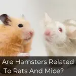 Are Hamsters Related To Rats And Mice