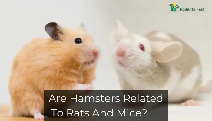 Are Hamsters Related To Rats And Mice? Differences Between Them