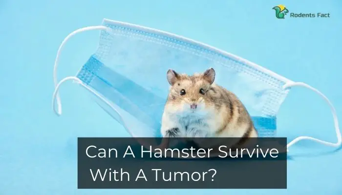 Can A Hamster Survive With A Tumor