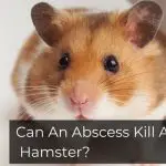 Can An Abscess Kill A Hamster