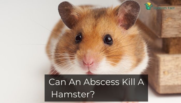 Can An Abscess Kill A Hamster