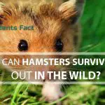 Can Hamsters Survive Out In The Wild
