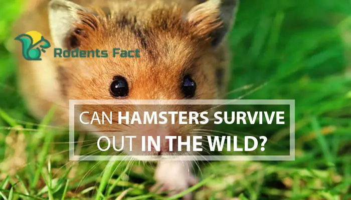 Can Hamsters Survive Out In The Wild