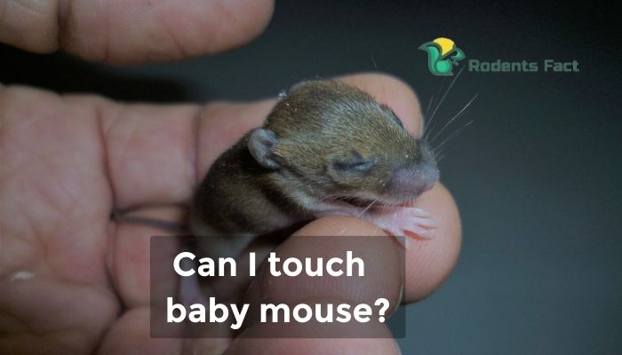 Can I Touch Baby Mouse
