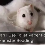 Can I Use Toilet Paper For Hamster Bedding