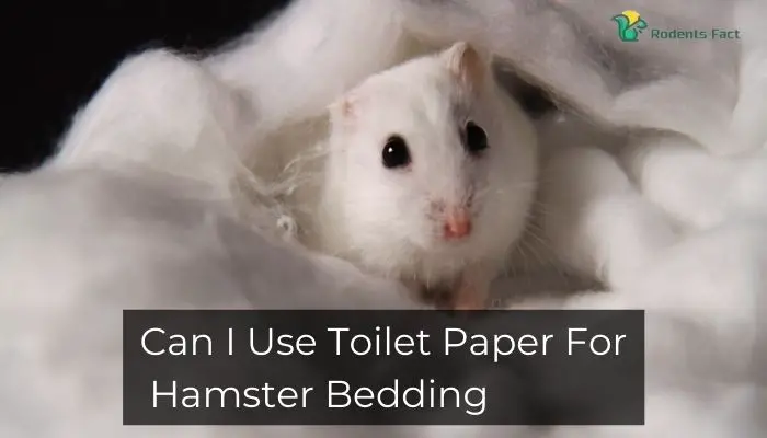 Can I Use Toilet Paper For Hamster Bedding? Are There Any Alternatives