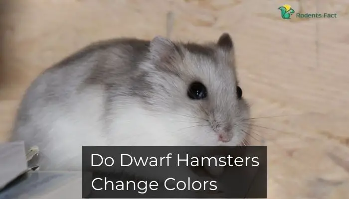 Do Dwarf Hamsters Change Colors