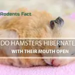 Do Hamsters Hibernate with their Mouth Open