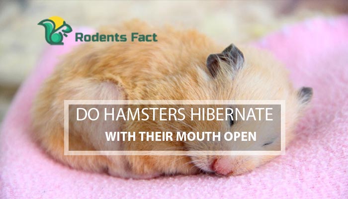 Do Hamsters Hibernate with their Mouth Open