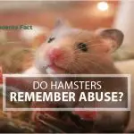 Do Hamsters Remember Abuse