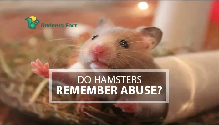 Do Hamsters Remember Abuse? | Testing Memory of Hamsters