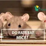 Do Rats Eat Mice