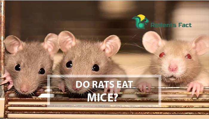 Do Rats Eat Mice? A Concerning Matter for Your Pet Rodents