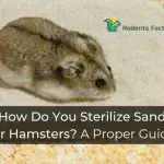 How Do You Sterilize Sand for Hamsters A Proper Guide