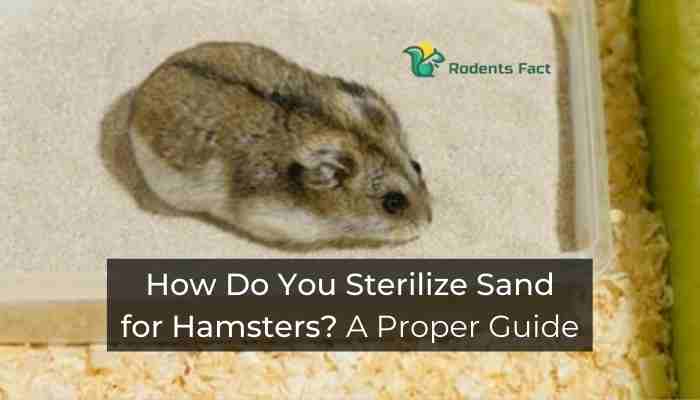 How Do You Sterilize Sand for Hamsters? A Proper Guide