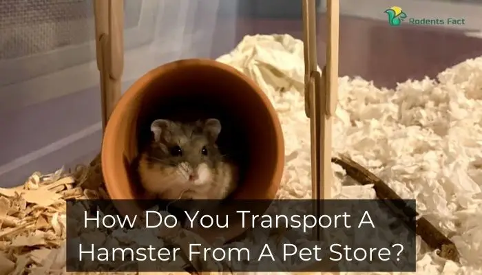 How Do You Transport A Hamster From A Pet Store