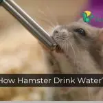 How Hamster Drink Water