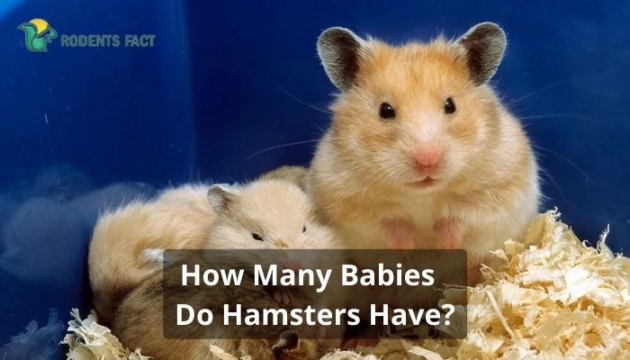 How Many Babies Do Hamsters Have