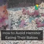 How to Avoid Hamster Eating Their Babies