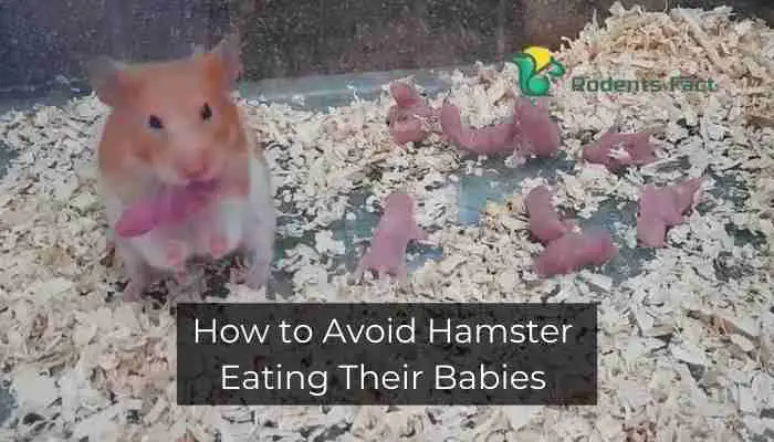 How to Avoid Hamster Eating Their Babies? | Tips to Prevent This Shocking Phenomenon