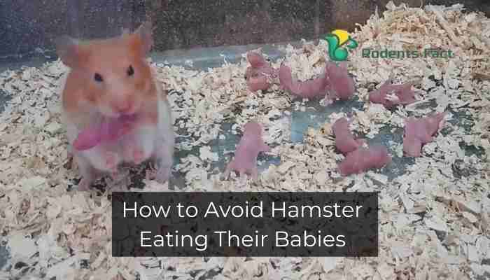 How to Avoid Hamster Eating Their Babies