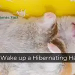 How to Wake up a Hibernating Hamster