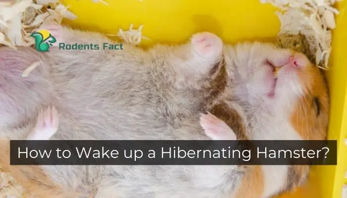How to Wake up a Hibernating Hamster? A Proper Way Use