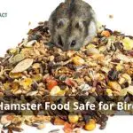 Is Hamster Food Safe for Birds