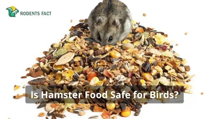 Is Hamster Food Safe for Birds? | Know The Proper Diet For Your Pet