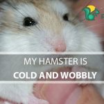 My Hamster is Cold and Wobbly