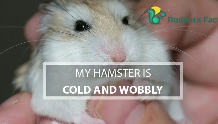 My Hamster is Cold and Wobbly