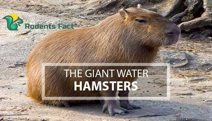 Giant Water Hamster(Capybara) | Lifestyle and Living
