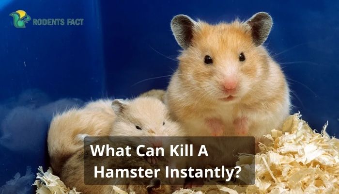 What Can Kill A Hamster Instantly? | 6 Signs You Should Be Aware Of