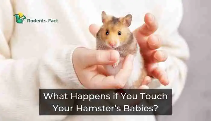 What Happens if You Touch Your Hamster’s Babies Important Facts to Understand