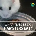 What Insects Do Hamsters Eat